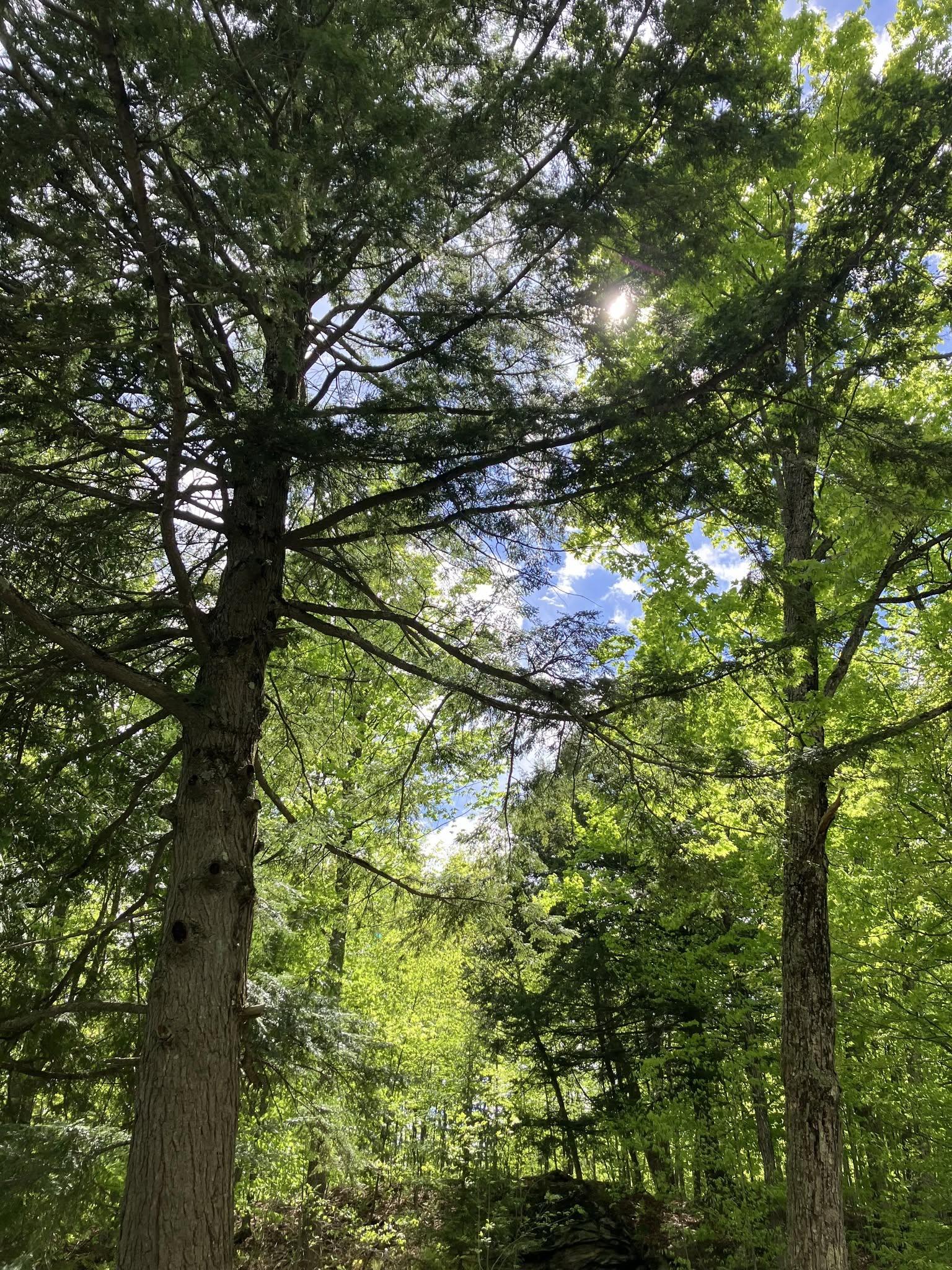 Parc du Mont-Bellevue